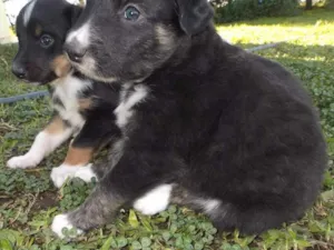 Cachorro raça Sem raça definida idade Abaixo de 2 meses nome Sem nome