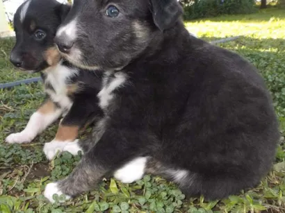 Cachorro raça Sem raça definida idade Abaixo de 2 meses nome Sem nome