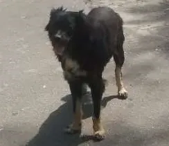 Cachorro ra a Vira lata idade 2 anos nome Mosquito