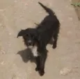 Neguinha