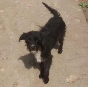 Gato raça Vira lata idade 1 ano nome Neguinha