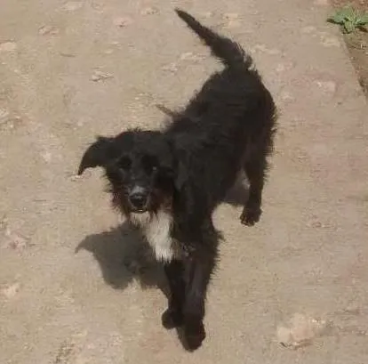 Gato ra a Vira lata idade 1 ano nome Neguinha