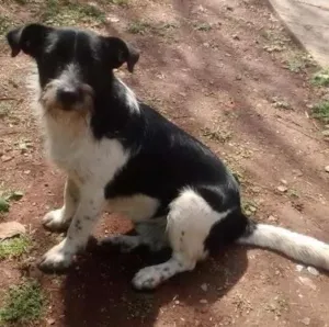 Cachorro raça Vira lata idade 1 ano nome Coritiano