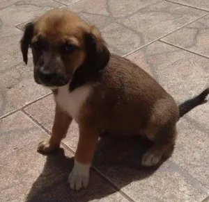 Cachorro raça SRD idade Abaixo de 2 meses nome Docinho