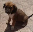 Docinho