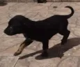 Kiko
