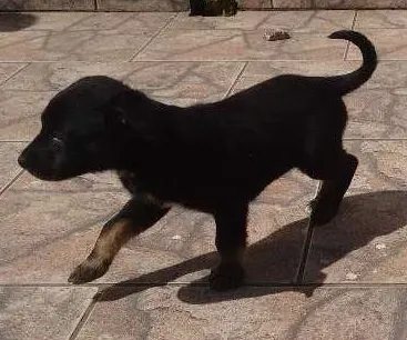 Cachorro ra a SRD idade Abaixo de 2 meses nome Kiko