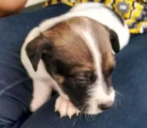 Cachorro raça SRD idade Abaixo de 2 meses nome Maylon