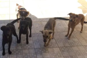 Cachorro raça Multi idade 7 a 11 meses nome Sem Nome