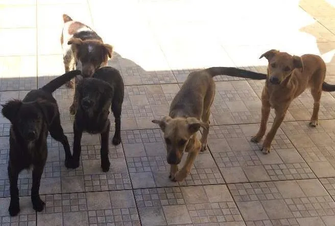 Cachorro ra a Multi idade 7 a 11 meses nome Sem Nome