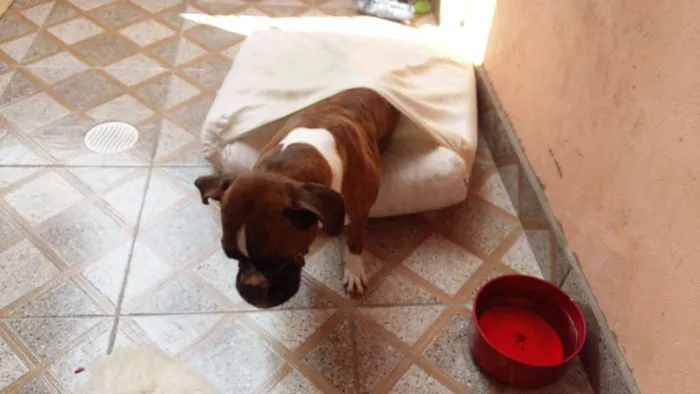 Cachorro ra a Boxer idade 6 ou mais anos nome Aika