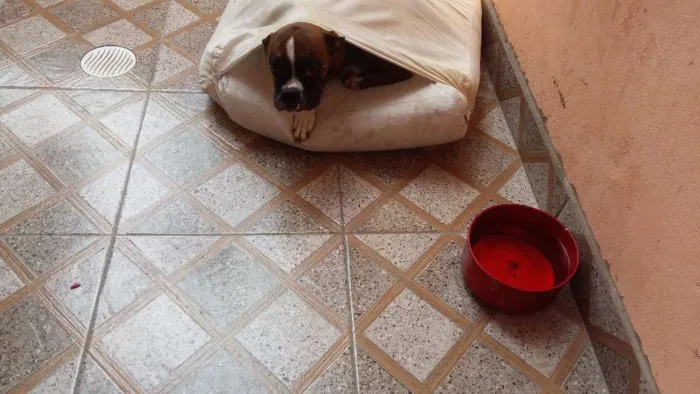 Cachorro ra a Boxer idade 6 ou mais anos nome Aika