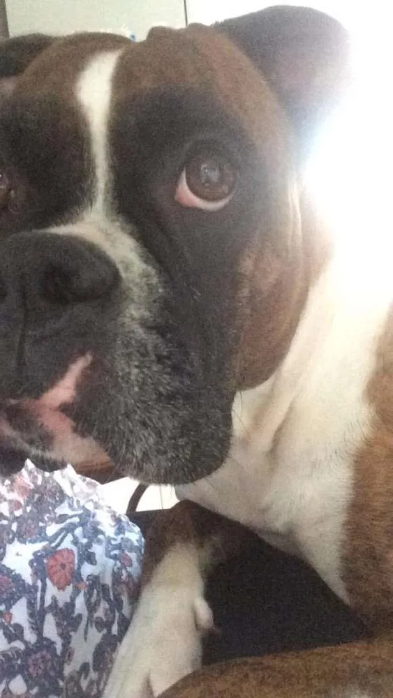 Cachorro ra a Boxer idade 6 ou mais anos nome Aika