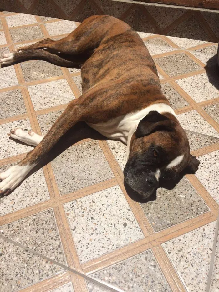 Cachorro ra a Boxer idade 6 ou mais anos nome Aika
