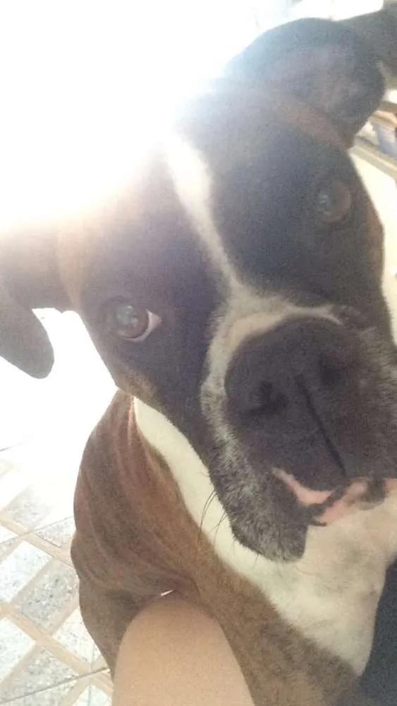 Cachorro ra a Boxer idade 6 ou mais anos nome Aika