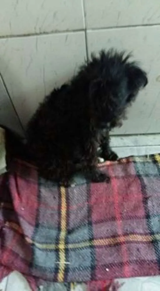 Cachorro ra a viralata idade 1 ano nome Nena