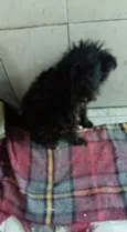 Nena
