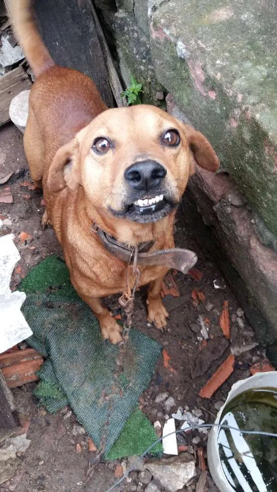 Cachorro ra a SRD  idade 5 anos nome Espaiki