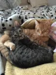Gato e Gata
