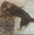 Bombom