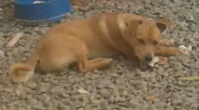 Cachorro ra a SRD idade 7 a 11 meses nome Mano