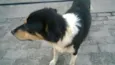 zorro