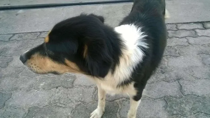Cachorro raça misturado idade 2 anos nome zorro