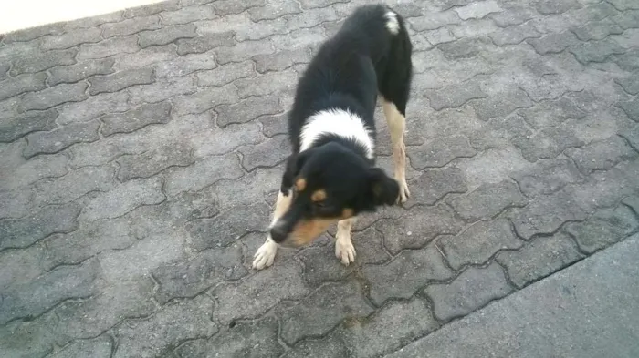 Cachorro raça misturado idade 2 anos nome zorro