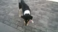zorro