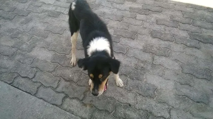 Cachorro raça misturado idade 2 anos nome zorro