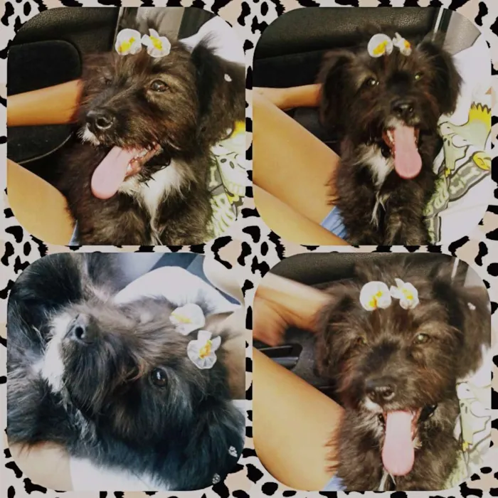 Cachorro ra a Sed idade 2 a 6 meses nome Bella
