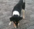 zorro