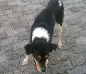 Cachorro raça misturado idade 2 anos nome zorro