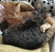Gato e Gata