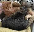 Gato raça SRD idade 7 a 11 meses nome Gato e Gata