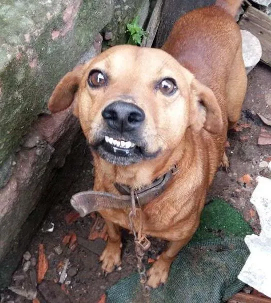 Cachorro ra a SRD  idade 5 anos nome Espaiki