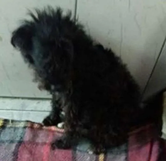 Cachorro ra a viralata idade 1 ano nome Nena