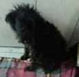 Nena
