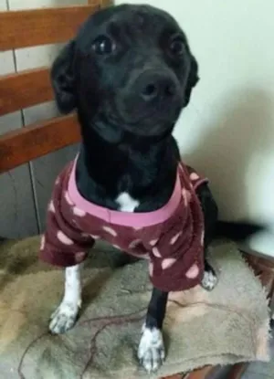 Cachorro raça  idade 7 a 11 meses nome Menina
