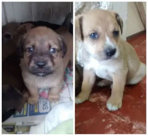 Cachorro raça Vira lata idade Abaixo de 2 meses nome Filhote macho
