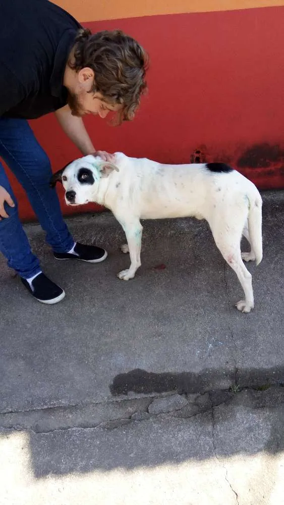 Cachorro ra a Dogo argentino idade 3 anos nome TONY