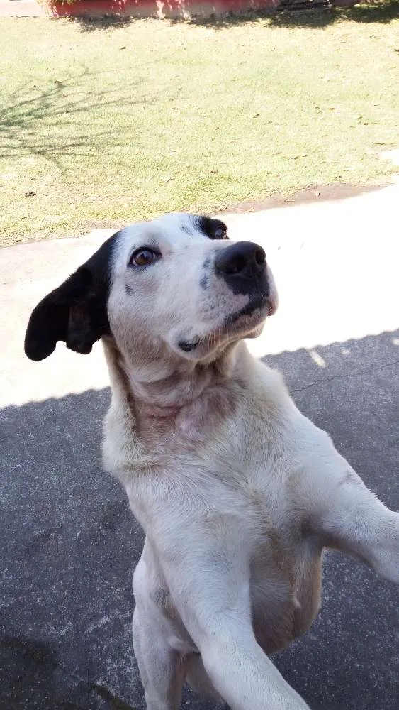 Cachorro ra a Dogo argentino idade 3 anos nome TONY