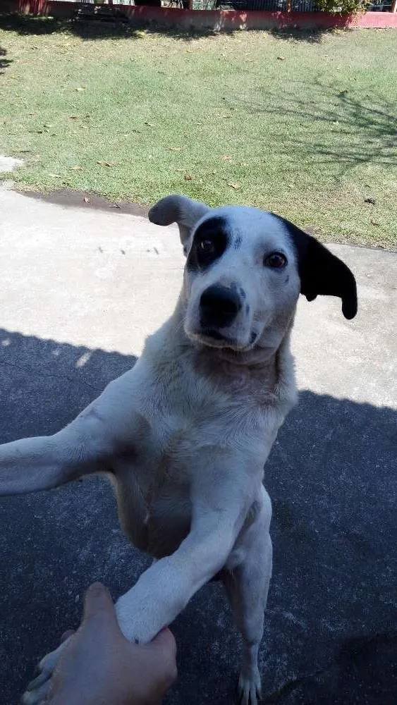 Cachorro ra a Dogo argentino idade 3 anos nome TONY