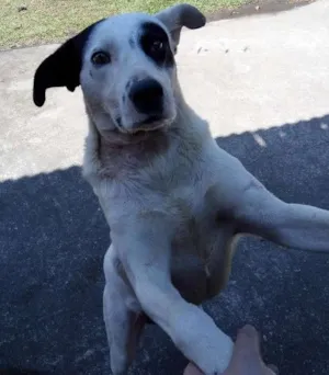 Cachorro raça Dogo argentino idade 3 anos nome TONY