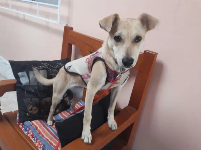 Cachorro ra a SRD idade 2 a 6 meses nome Zoe