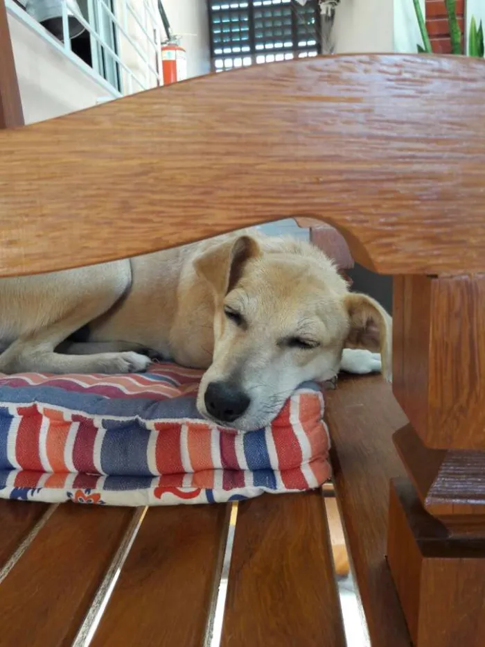Cachorro ra a SRD idade 2 a 6 meses nome Zoe