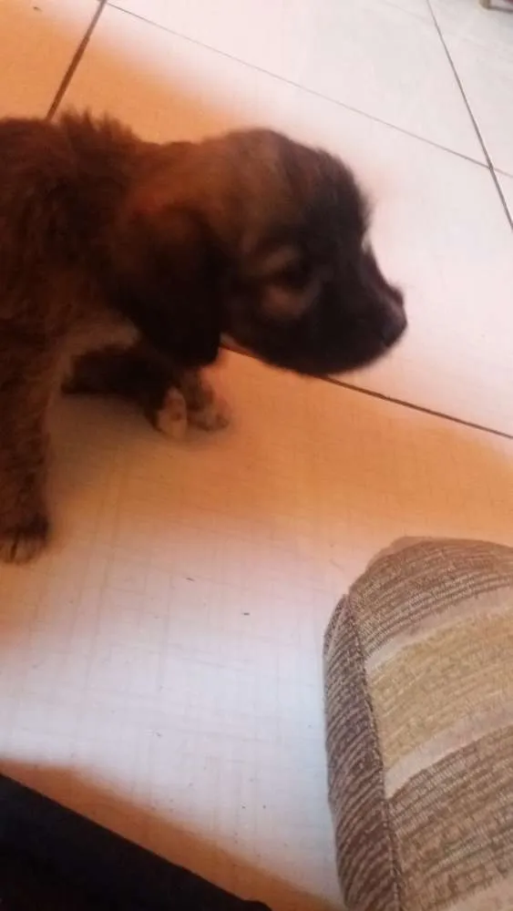 Cachorro ra a Indefinido  idade 2 a 6 meses nome Julie