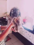 Julie