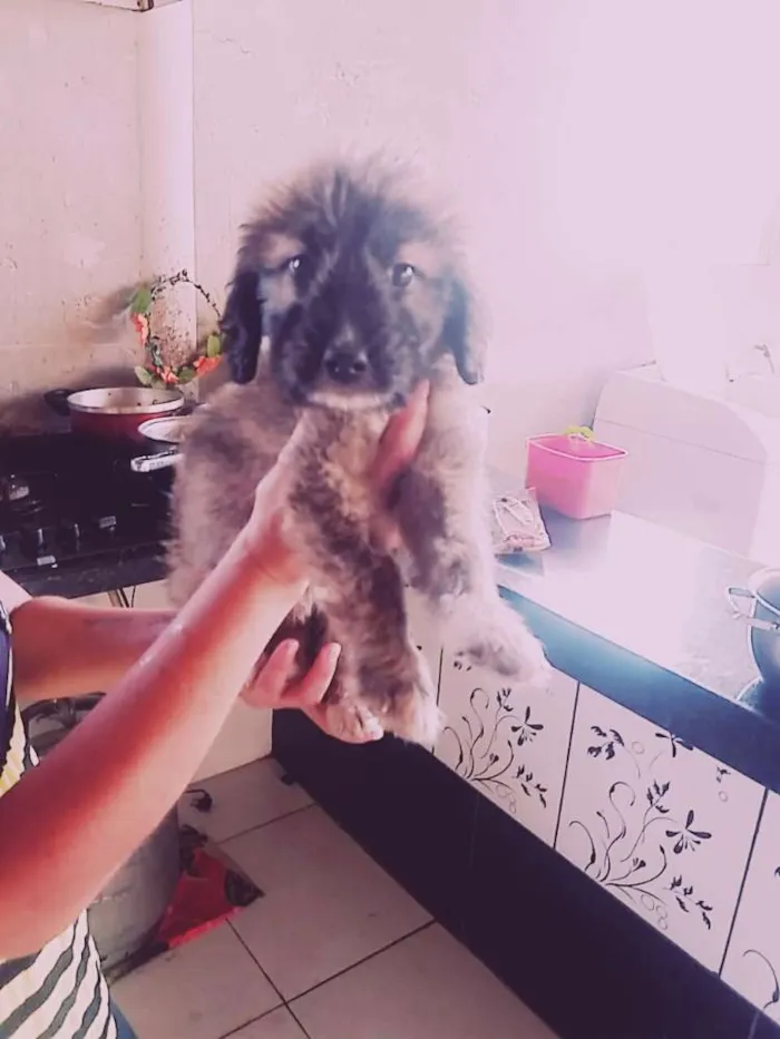 Cachorro ra a Indefinido  idade 2 a 6 meses nome Julie