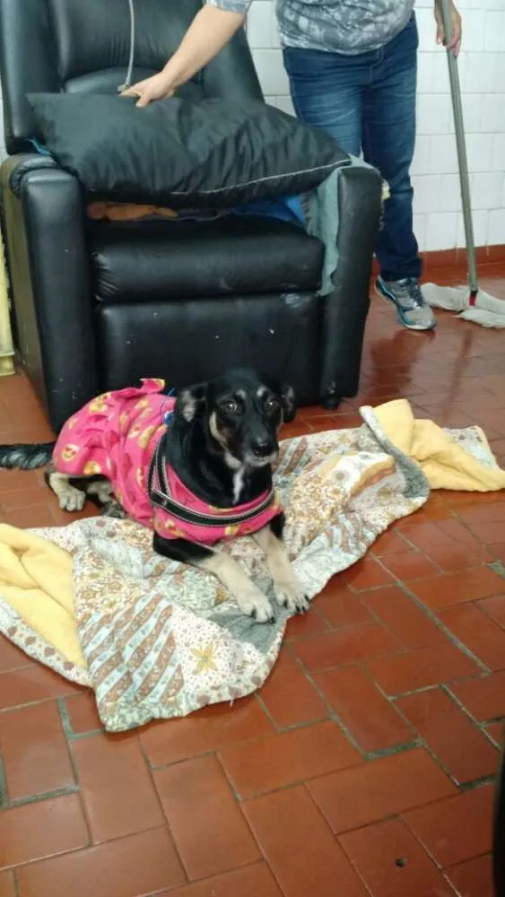 Cachorro ra a srd idade 7 a 11 meses nome Mel